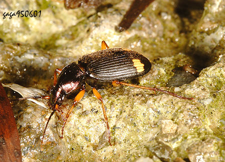 Chlaenius posticus 