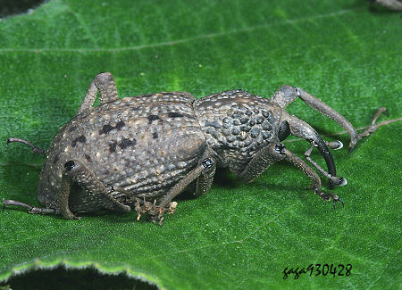  Sipalinus gigas