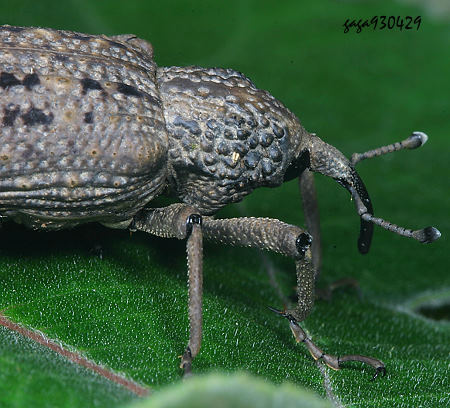 H Sipalinus gigas