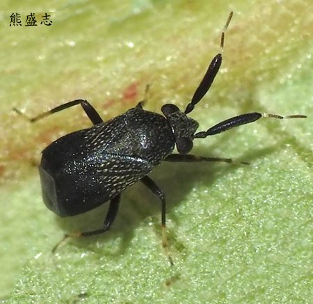 宮本粗角盲椿