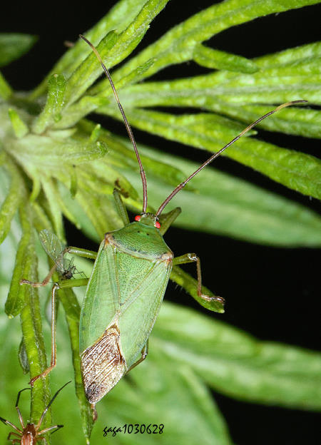 Urostylis blattiformis