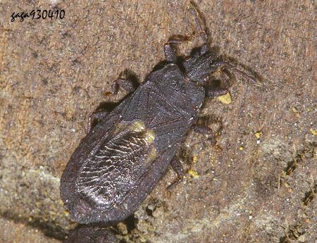  Neuroctenus ater 