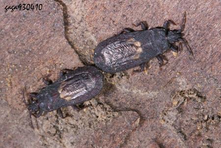  Neuroctenus ater 