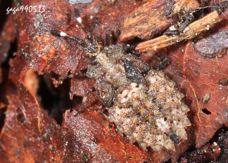 ϶H Aradus sp. 