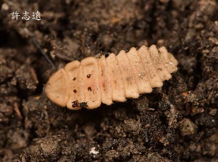 赤腹櫛角螢幼蟲