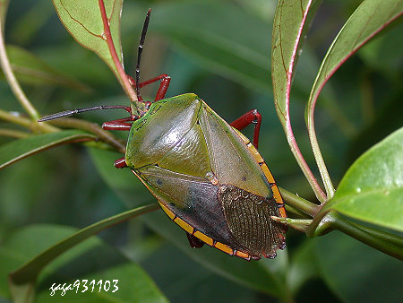 Eusthenimorpha jungi