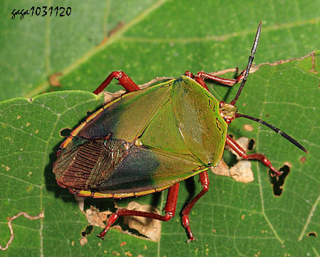  Eusthenimorpha jungi 
