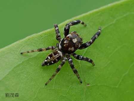  Burmattus pococki  