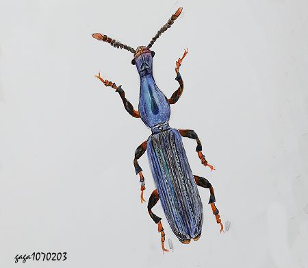 Callipareius kojimai