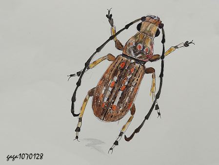 Platystomos wallacei malaicus