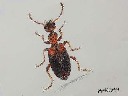 Nitorus trigibber