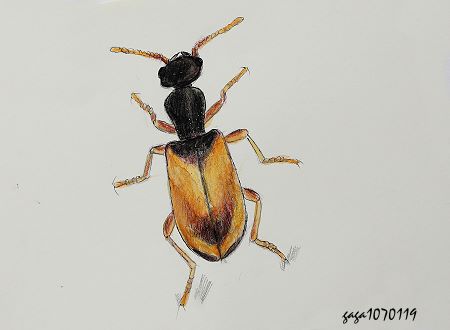 Mecynotarsus flavipes