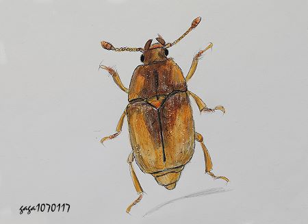 Amystrops nigripennis