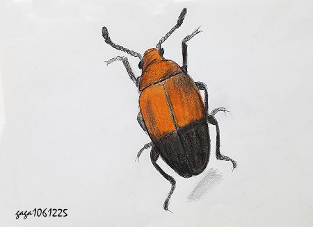 Dactylotritoma formosana