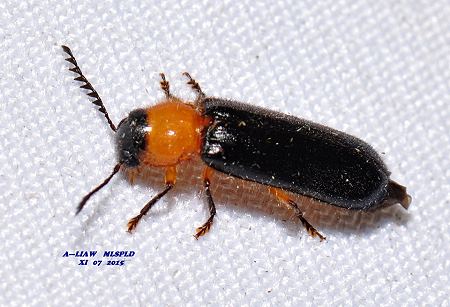  Tenerus formosanus