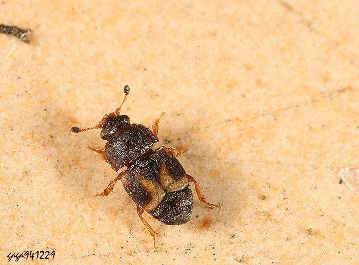  醬曲出尾蟲 Carpophilus hemipterus 