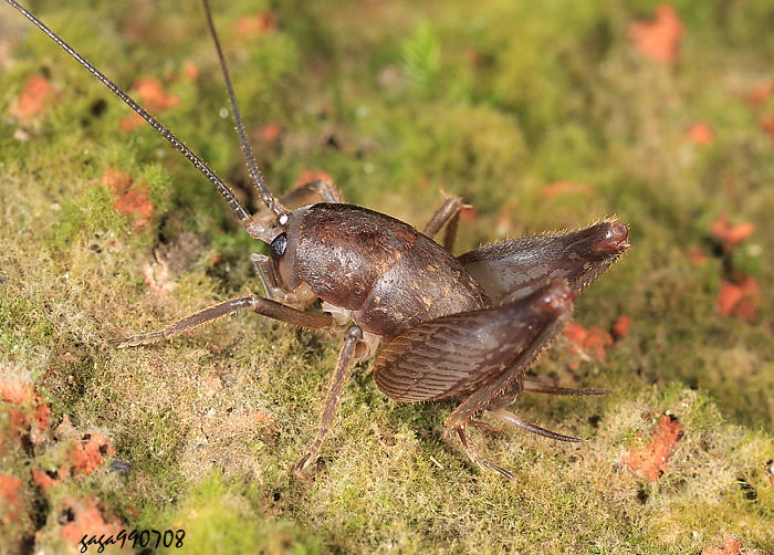 台灣穴螽 Rhaphidophora taiwana 
