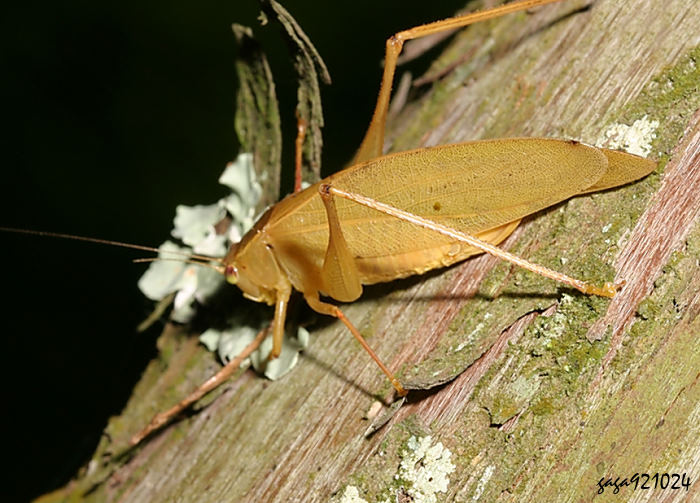 In  Isopsera  sp.   