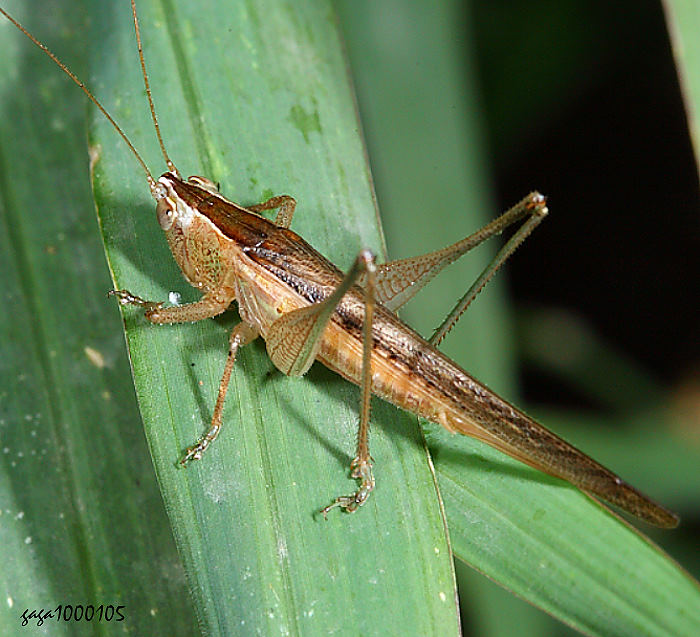  Conocephalus maculatus 