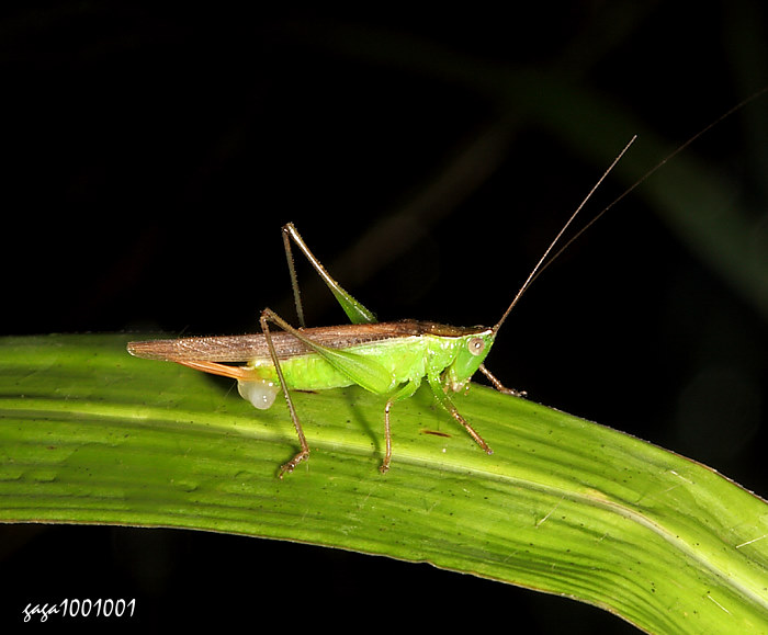ͯn Conocephalus maculatus 