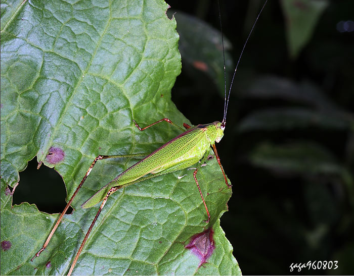 ¨Sn Phaneroptera nigroantennata 