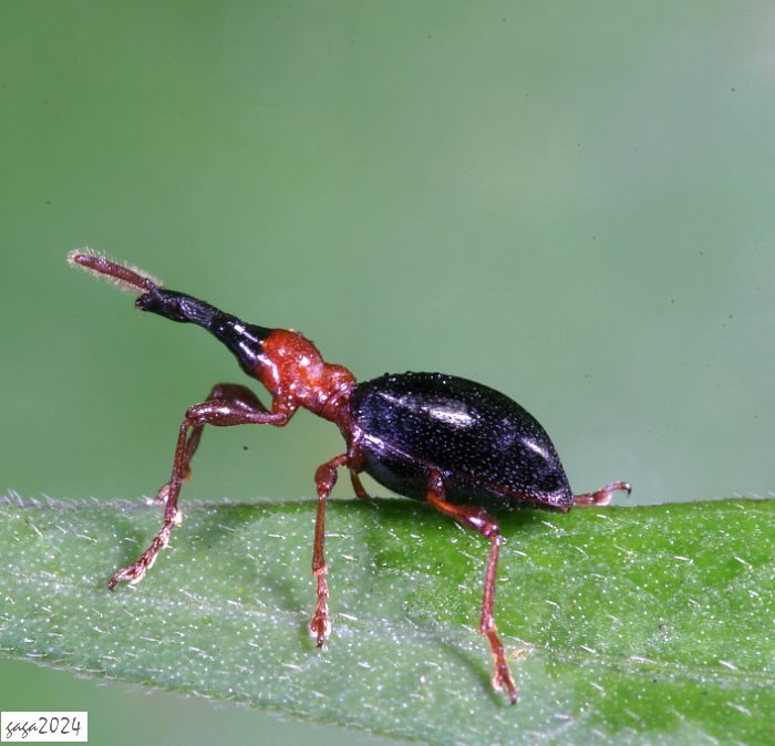 ƶHCylas formicarius