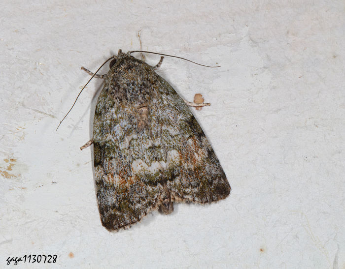 ~֩] Blenina sp.