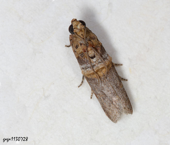  Addyme inductalis 