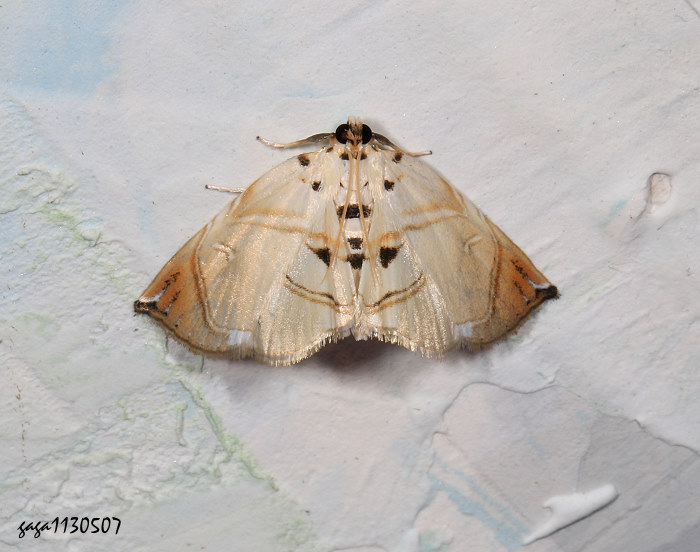 Ž[ Trichophysetis hampsoni  