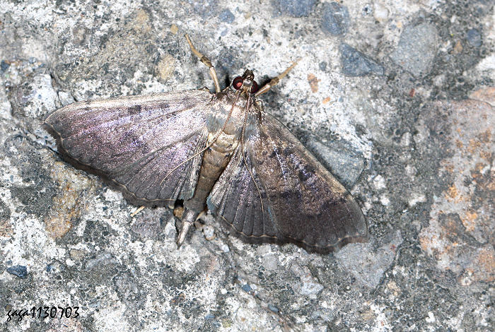 ¯ Ceratarcha umbrosa 