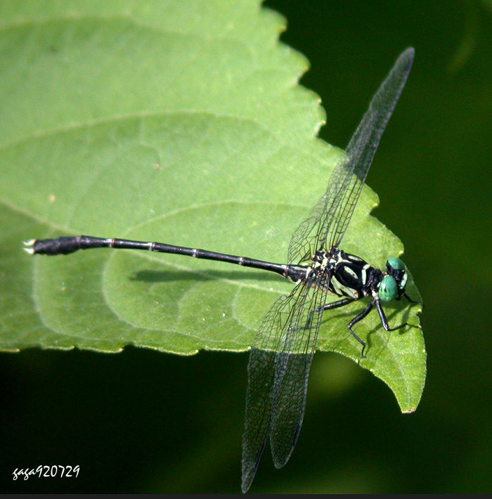 訤K Stylogomphus shirozui shirozui 