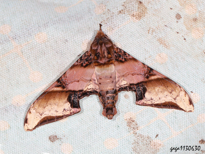 ~GѸ Amplypterus mansoni takamukui 