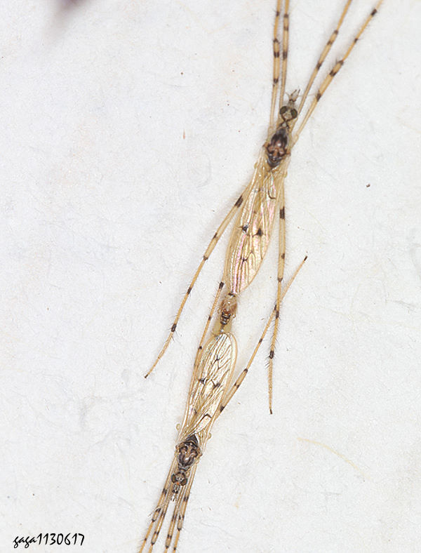ܭjA Styringomyia formosana 