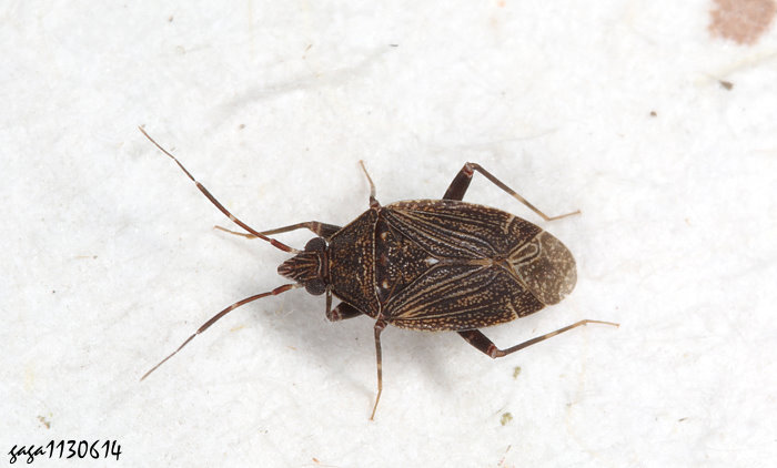 Peritropis sp.