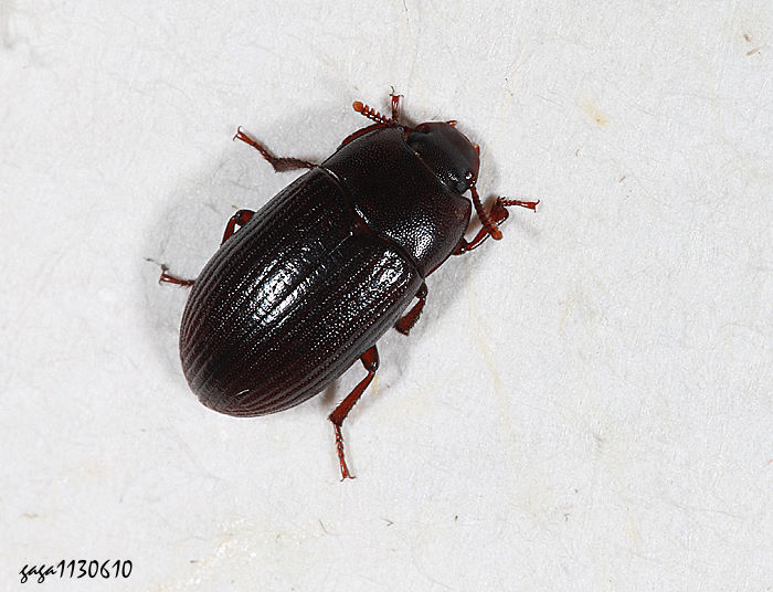 VB Alphitobius laevigatus 