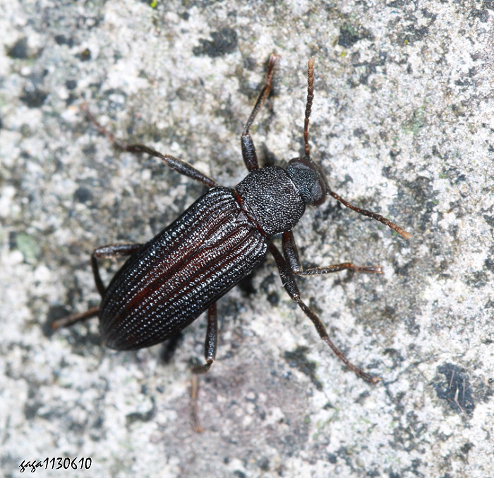 xWIj Strongylium cultellatum taiwanum