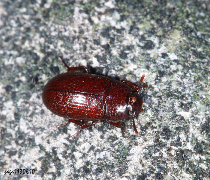 VB Alphitobius laevigatus  
