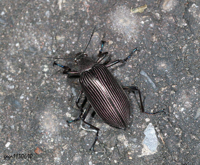 jj Andocamaria formosana 