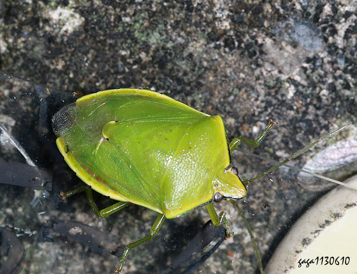v϶H Glaucias subpunctatus