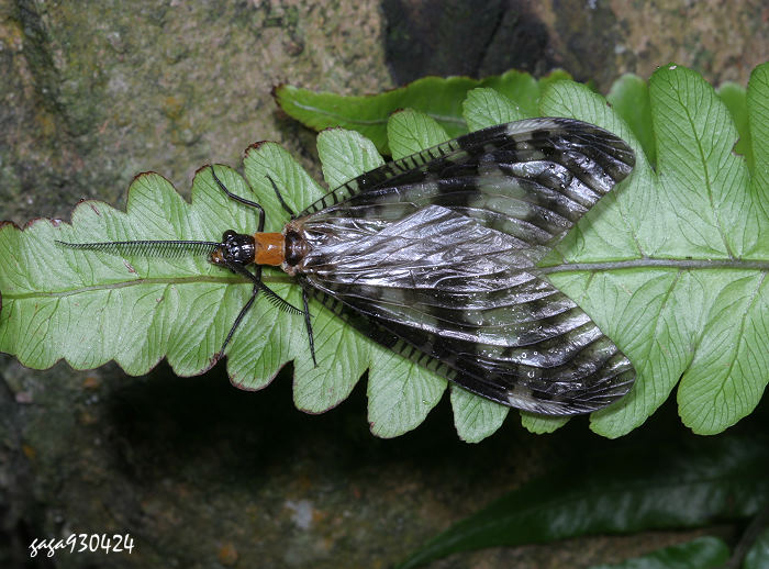 n贳M Neochauliodes meridionalis 