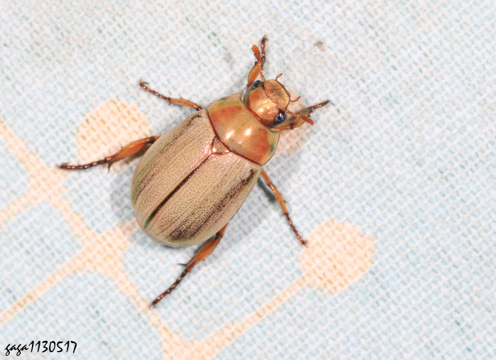 Mimela testaceoviridis