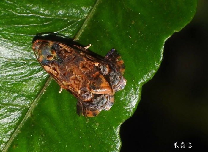  Phaecasiophora caryosema