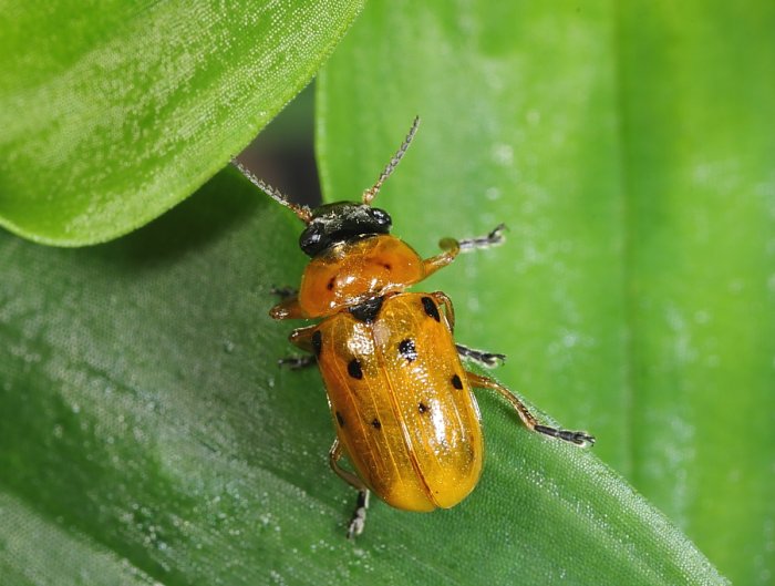 KP Smaragdina octomaculat