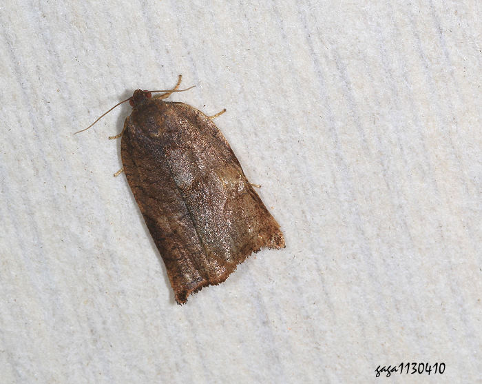  Archips asiaticus