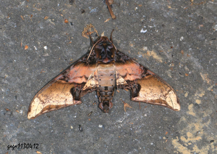 vѸ Amplypterus mansoni takamukui