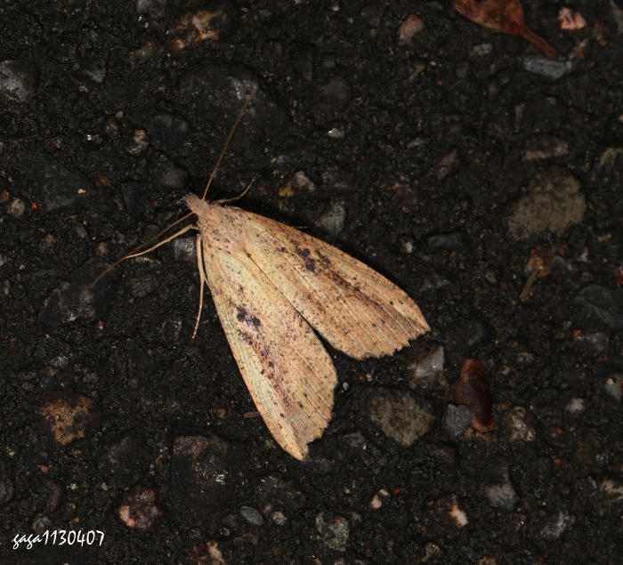 長翅髯鬚裳蛾 Hypena longipennis