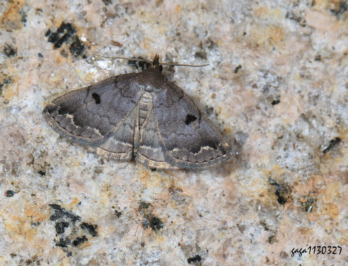 n  Sinarella  sp. 