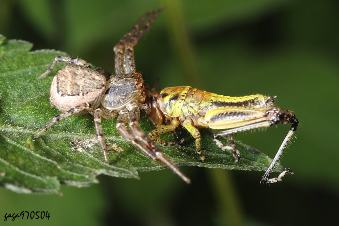Xysticus croceus 