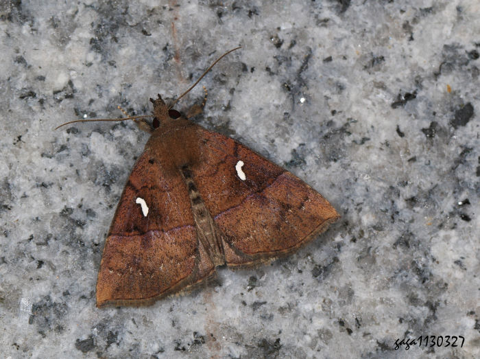 白斑髯鬚裳蛾 Hypena albopunctalis