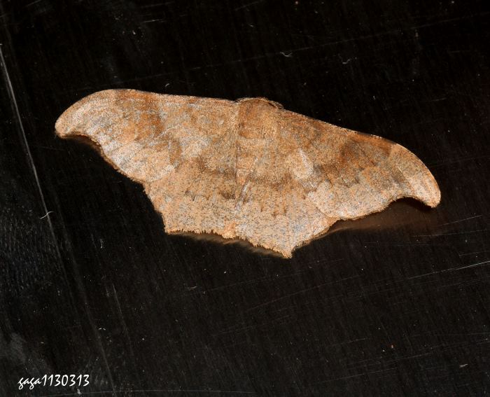 aܤظ  Hyposidra talaca